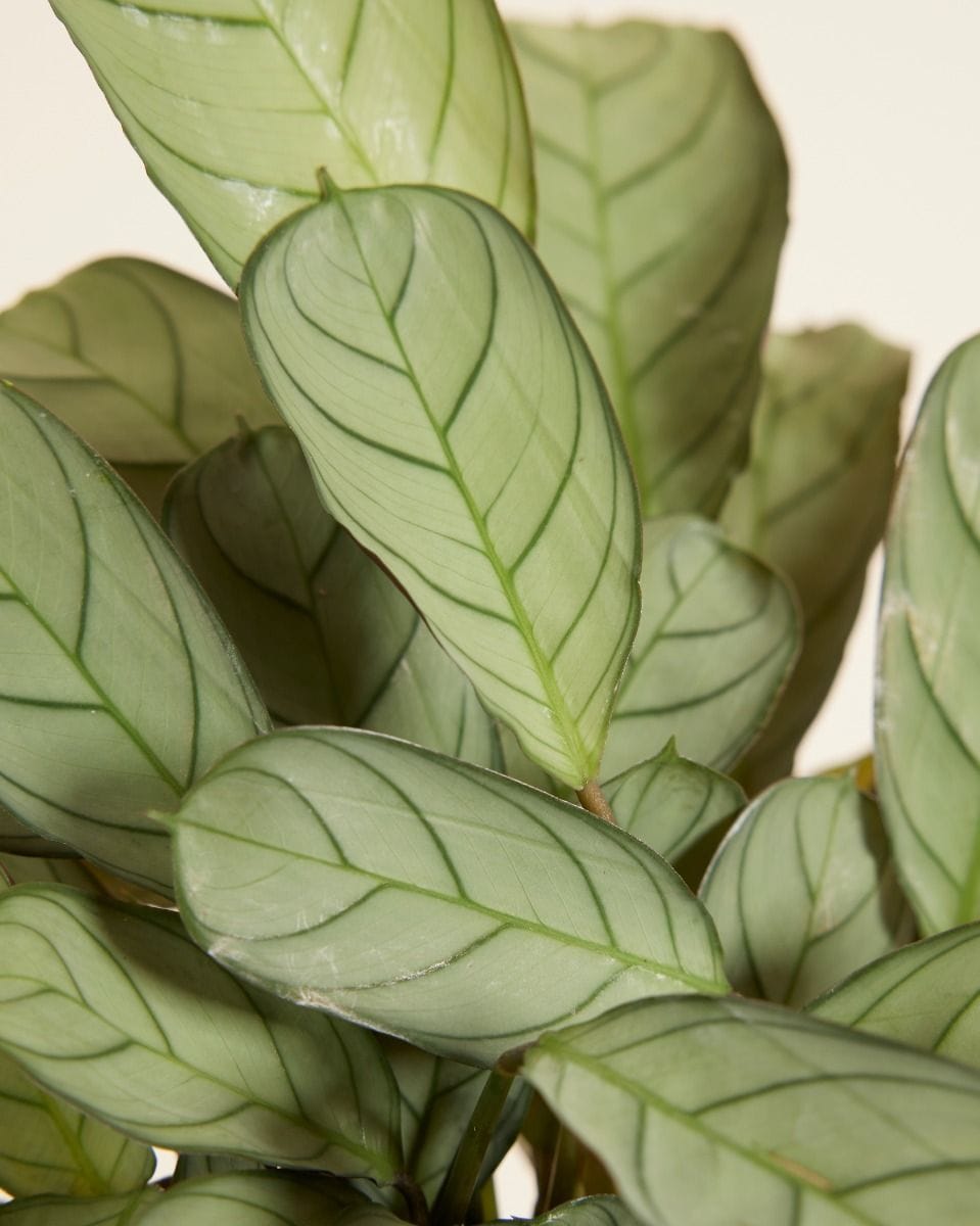 Ctenanthe Never Never plant Amagris