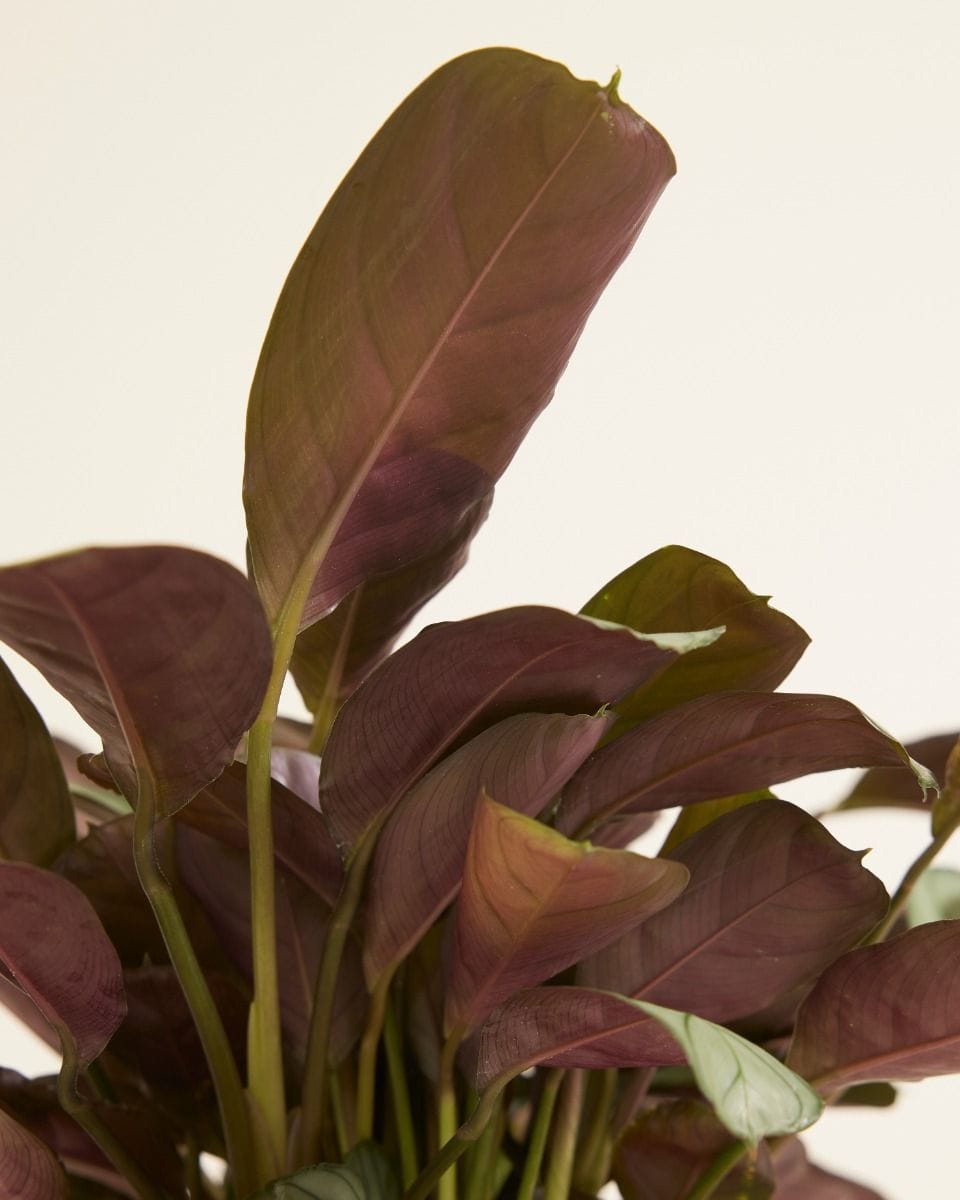 Ctenanthe Never Never plant Amagris