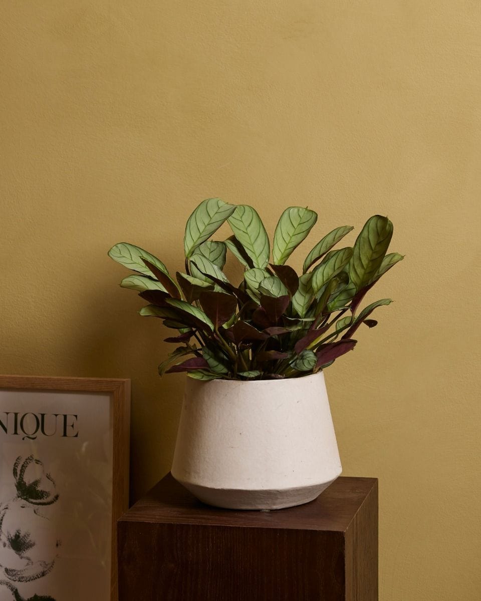 Ctenanthe Never Never plant Amagris