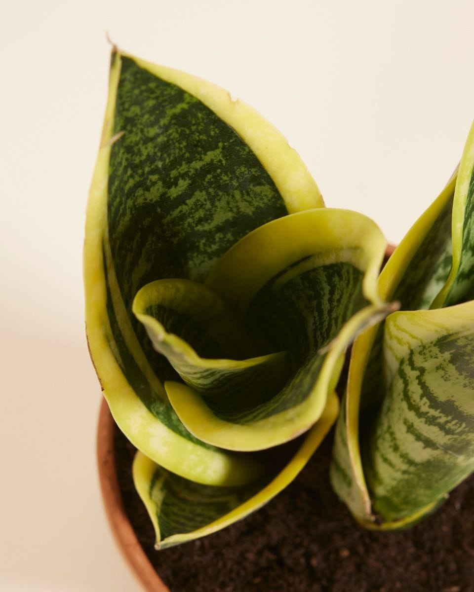 Sansevieria Futura Superba Snake Plant