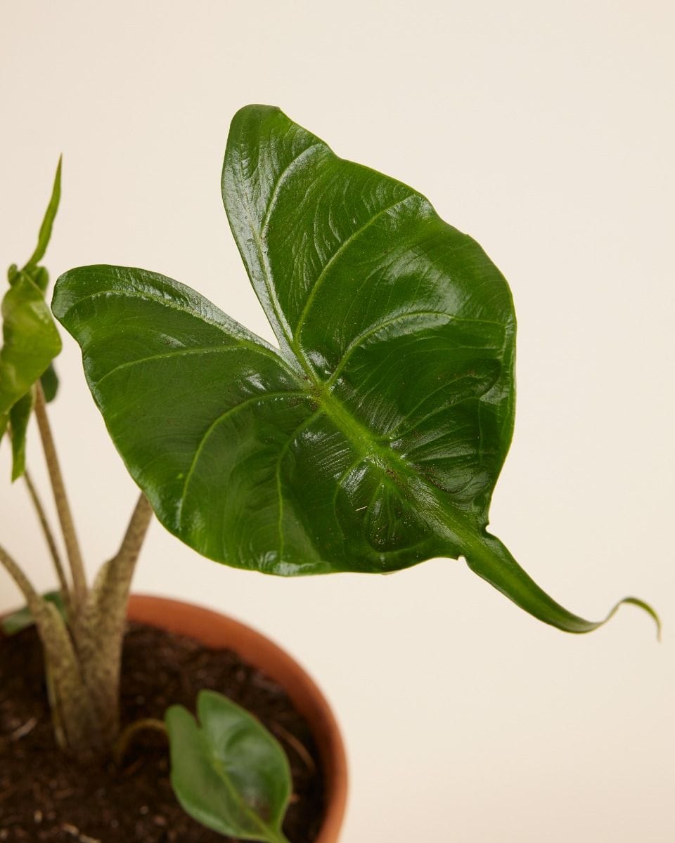 Alocasia Elephant Ear Stingray