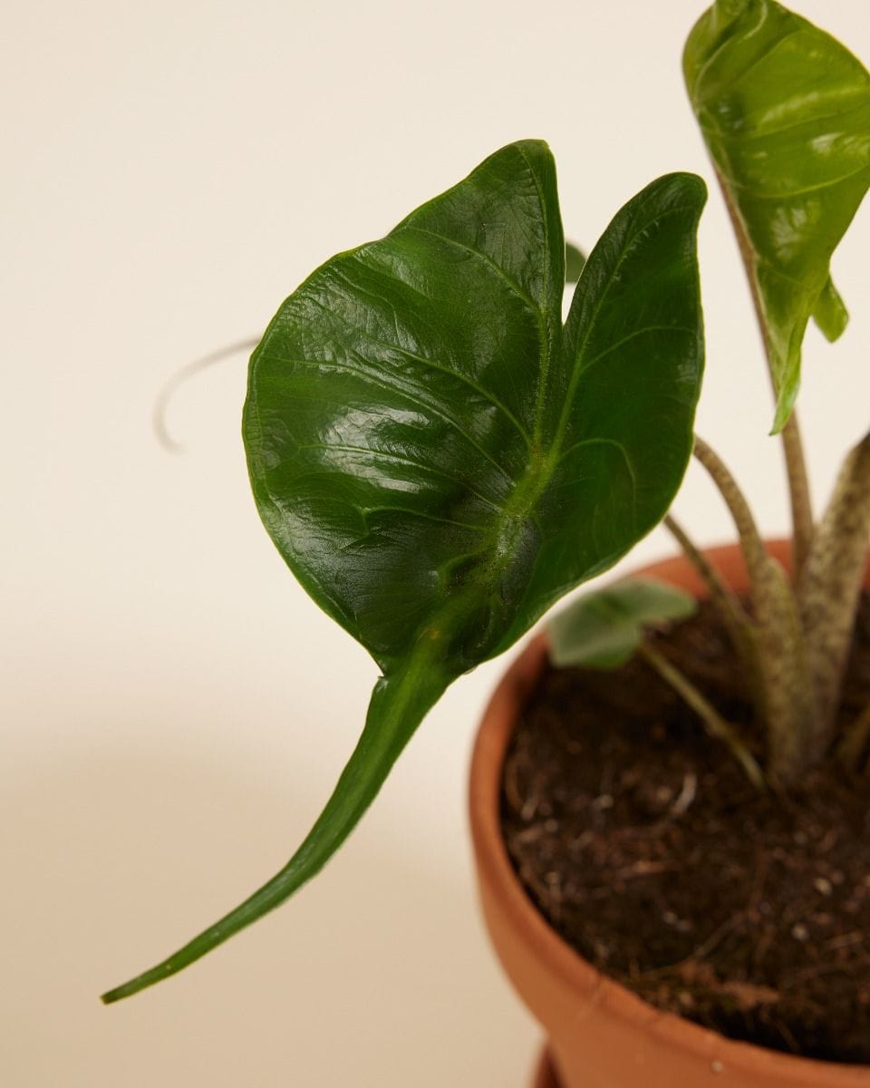 Alocasia Elephant Ear Stingray
