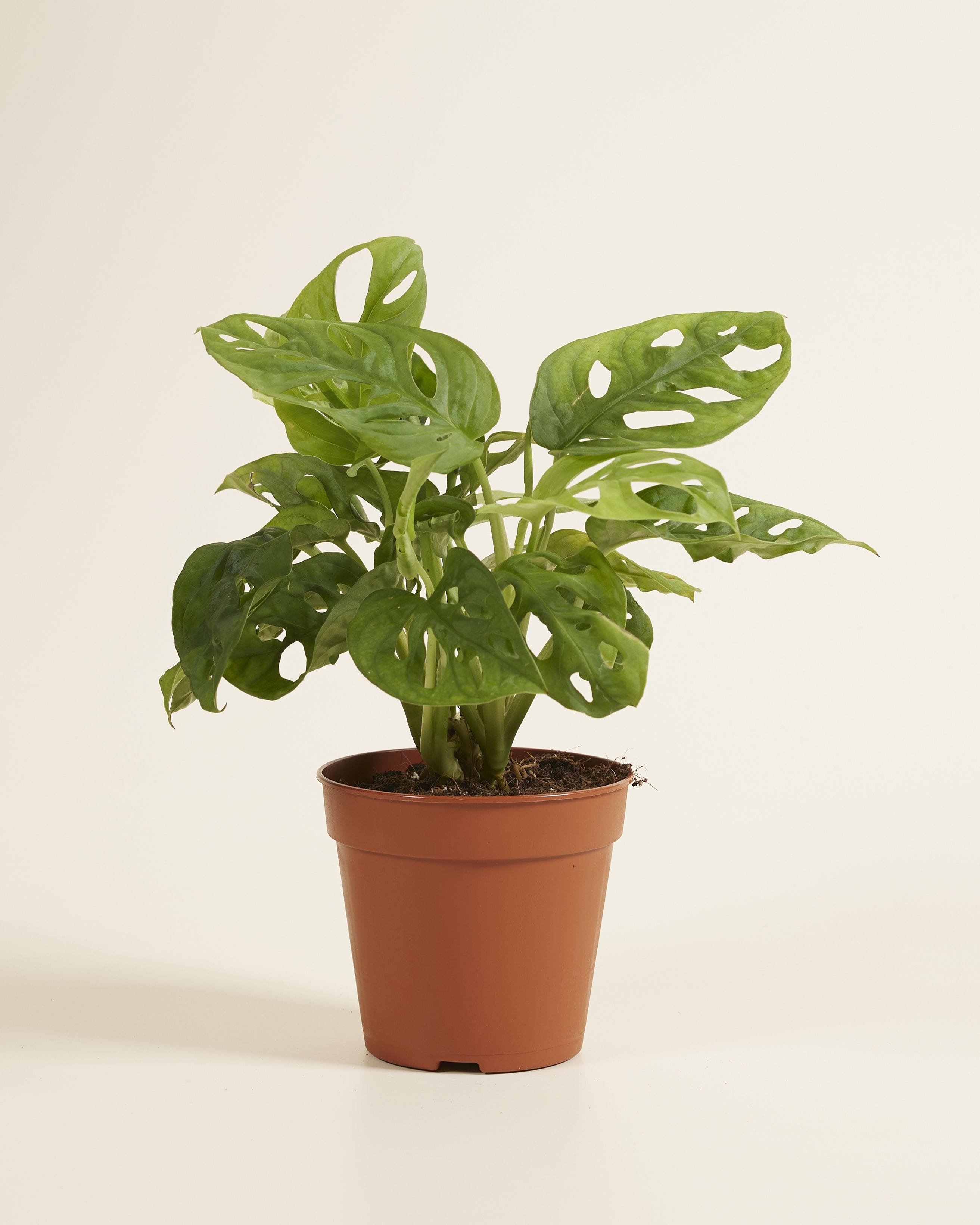 Monstera Adansonii Monkey Mask