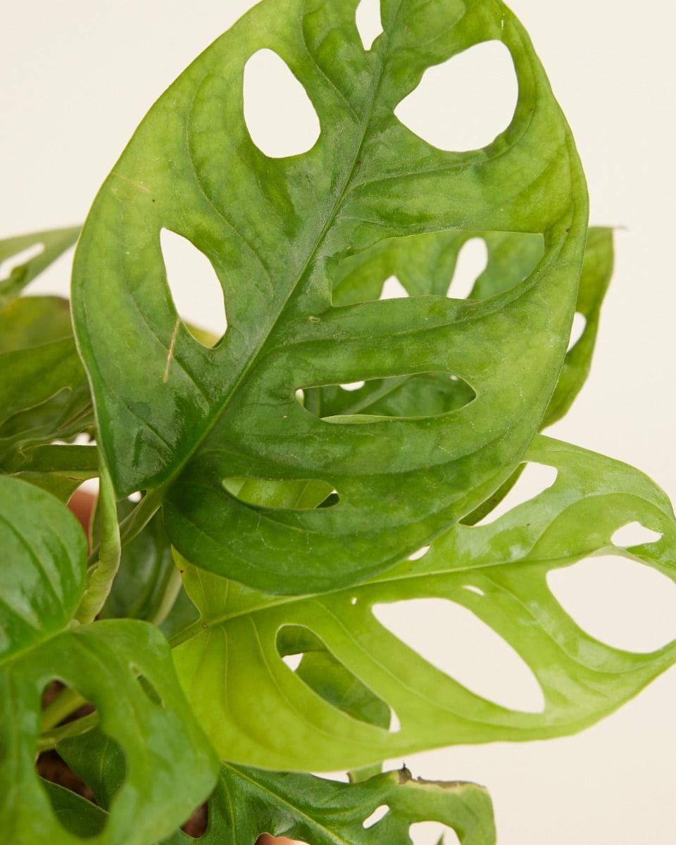 Monstera Adansonii Monkey Mask