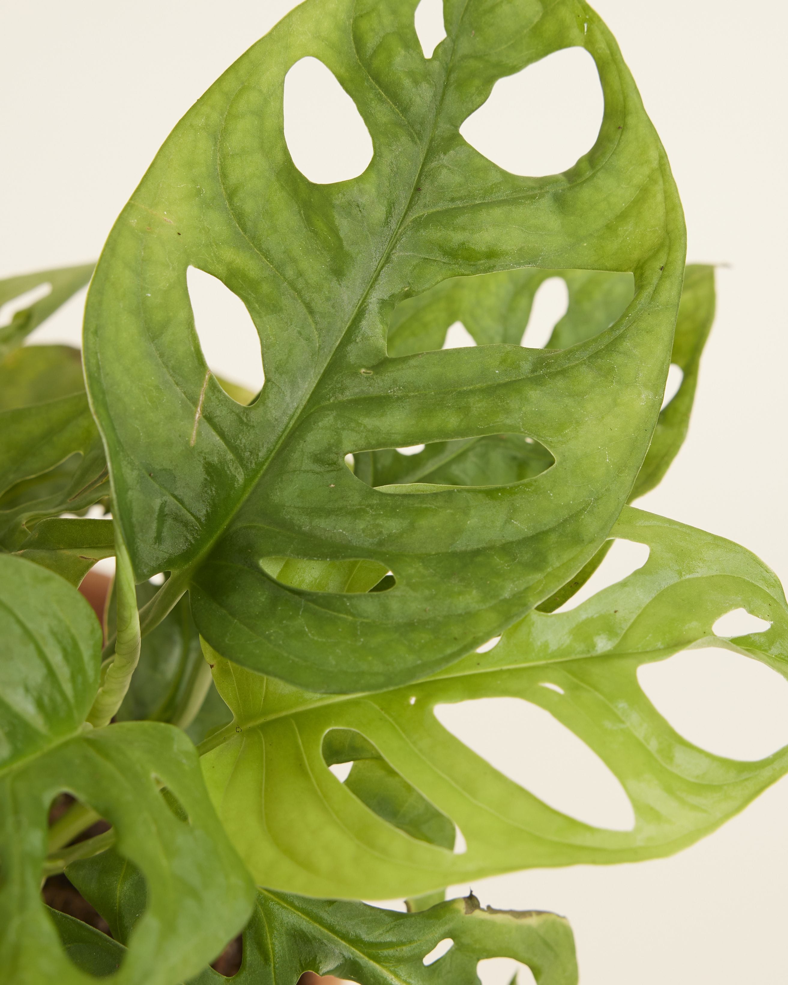 Monstera Adansonii Monkey Mask