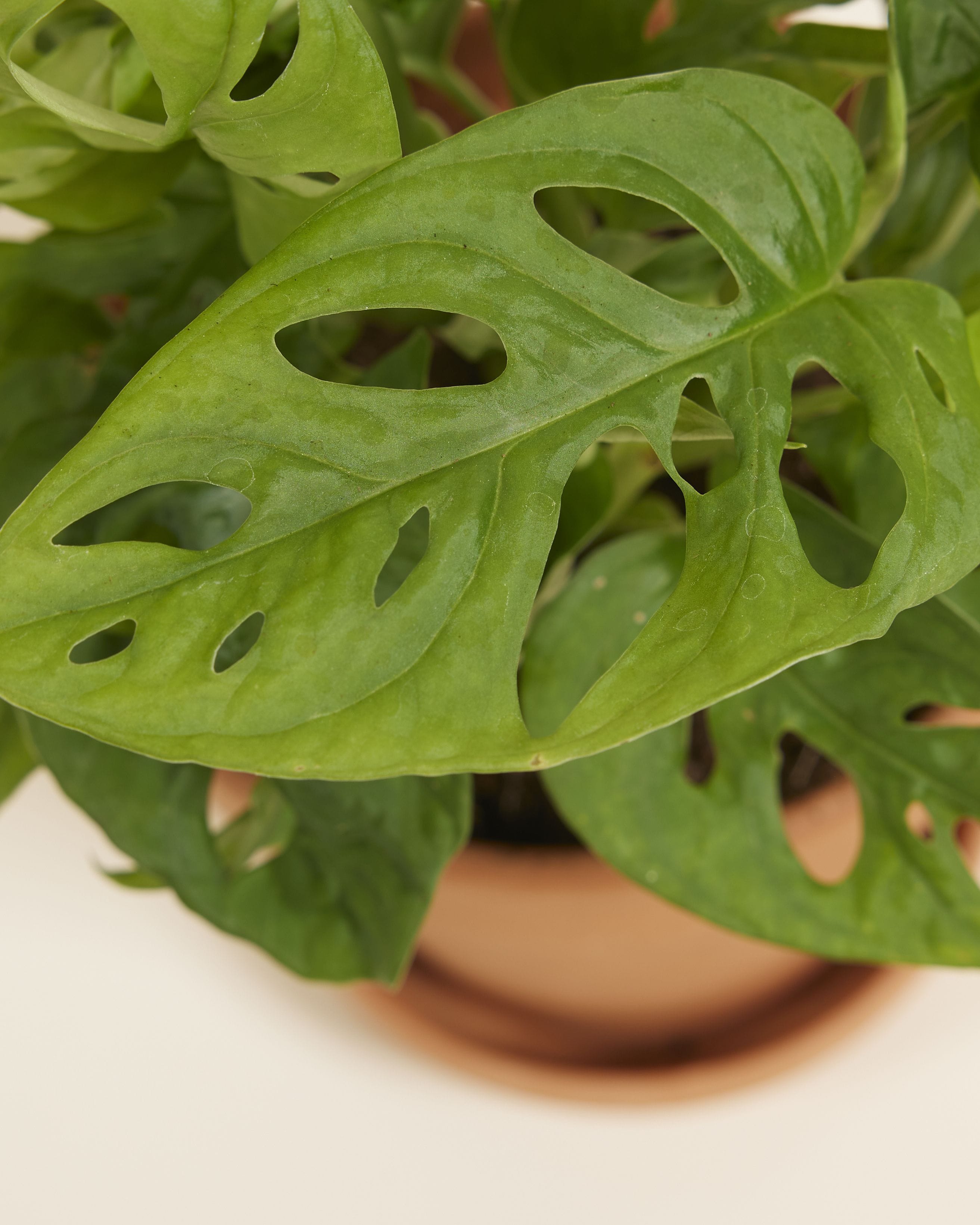 Monstera Adansonii Monkey Mask