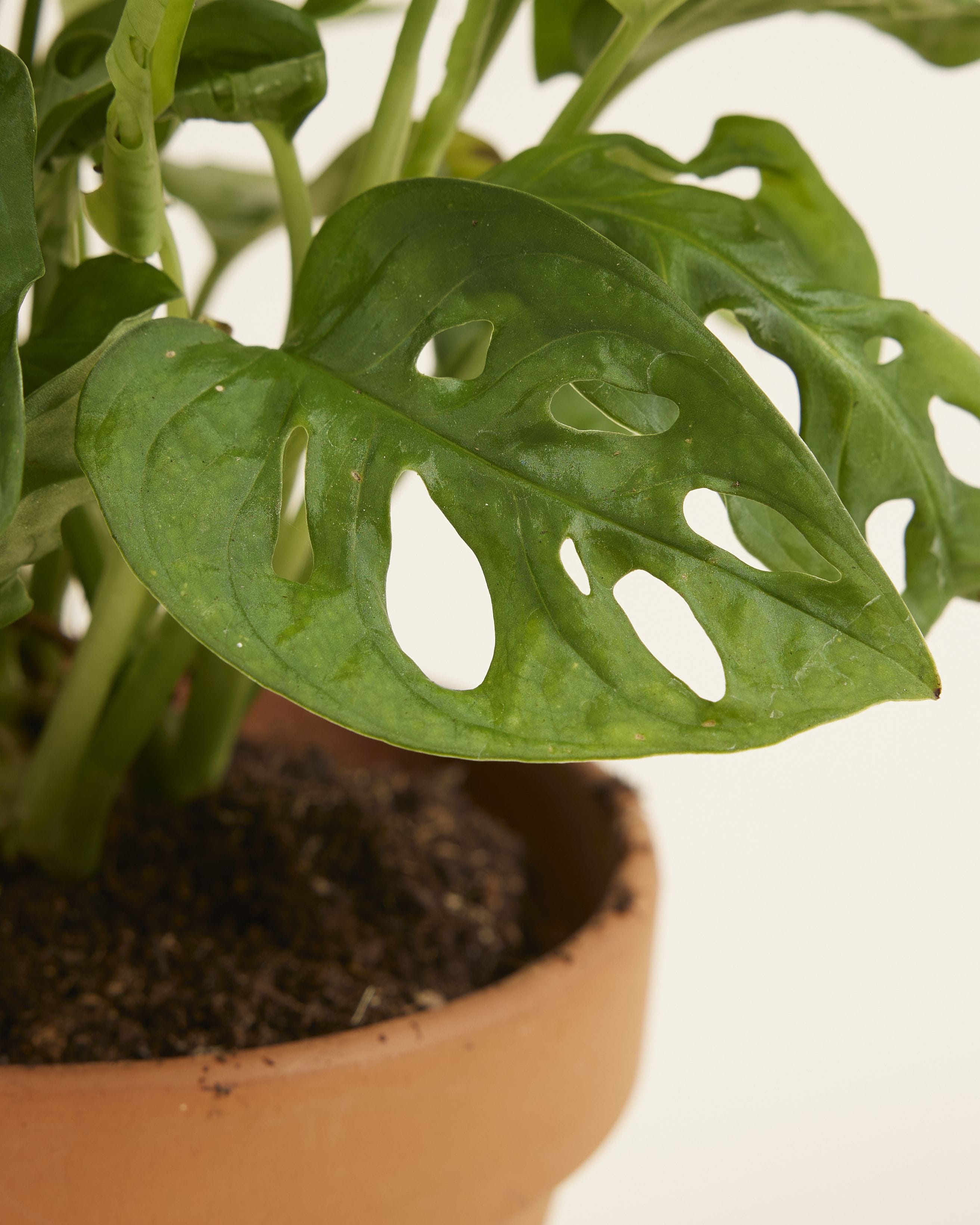 Monstera Adansonii Monkey Mask
