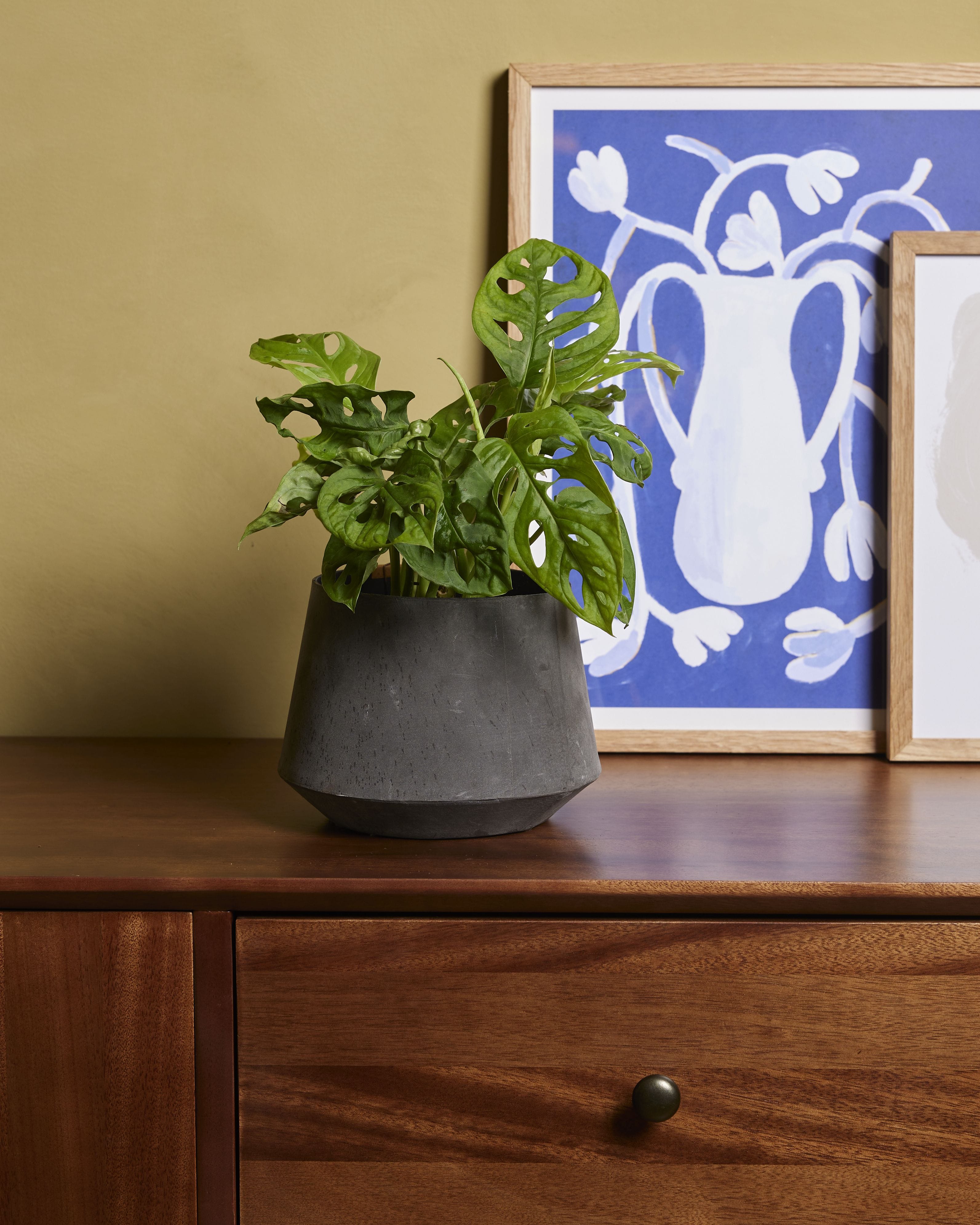 Monstera Adansonii Monkey Mask