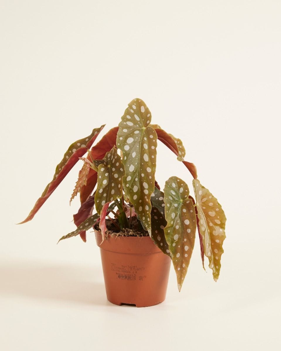 Begonia Polka dot Maculata