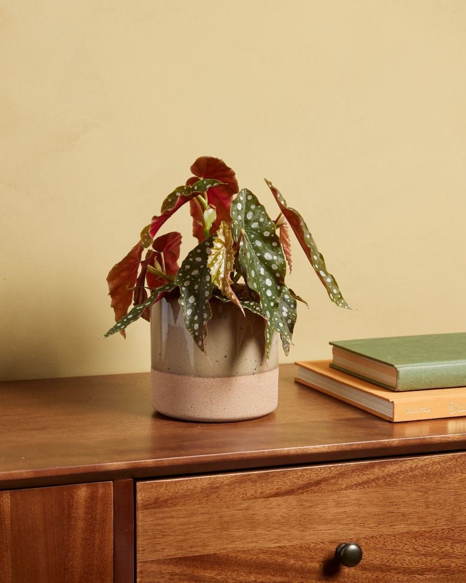 Begonia Polka dot Maculata