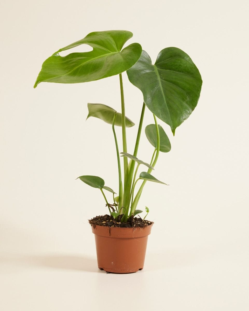 Monstera Deliciosa Swiss Cheese Plant