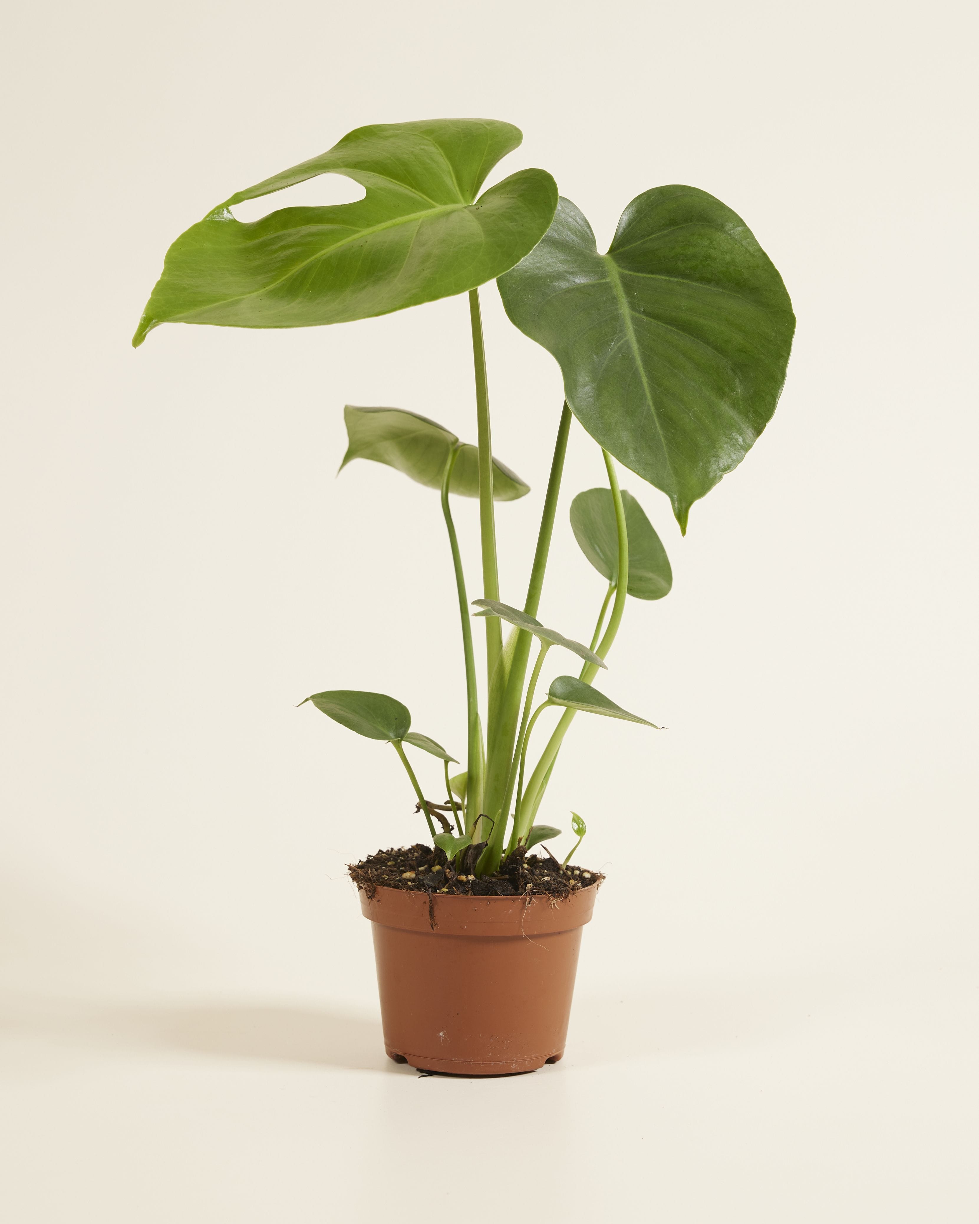 Monstera Deliciosa Swiss Cheese Plant