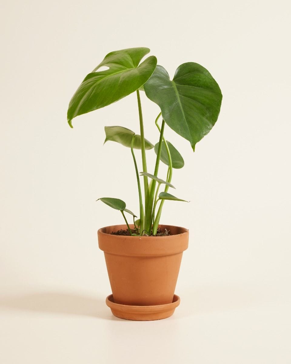 Monstera Deliciosa Swiss Cheese Plant