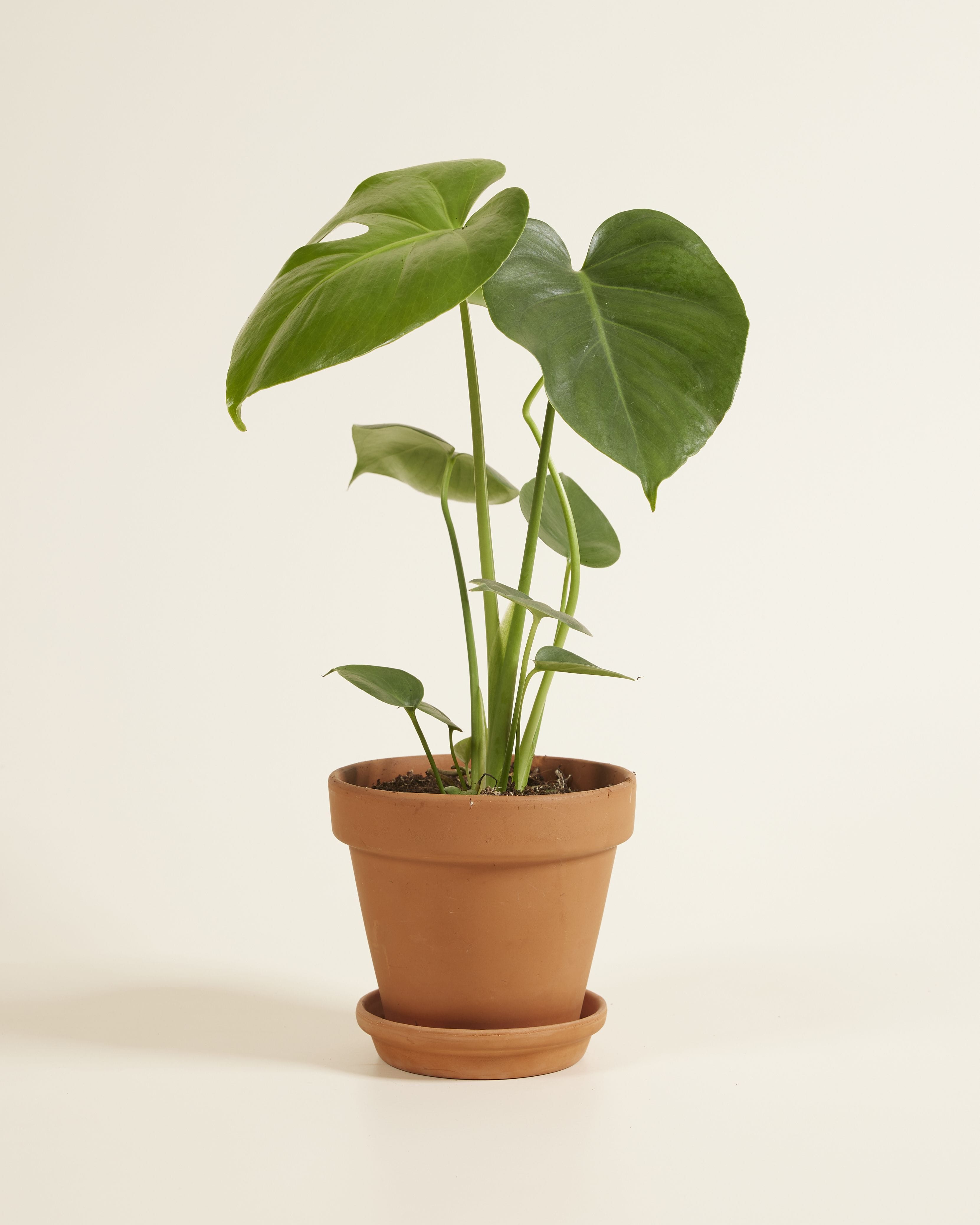 Monstera Deliciosa Swiss Cheese Plant