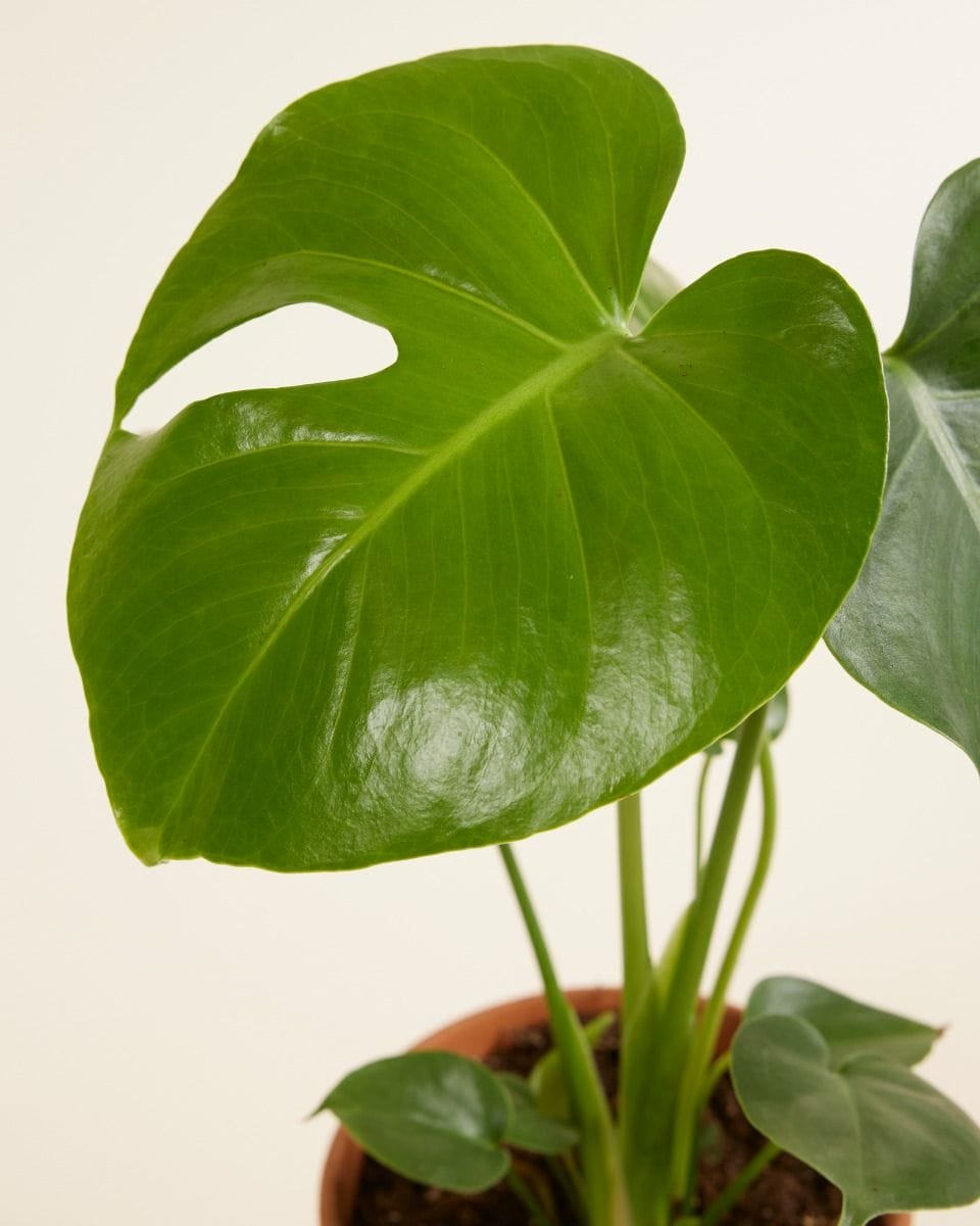 Monstera Deliciosa Swiss Cheese Plant