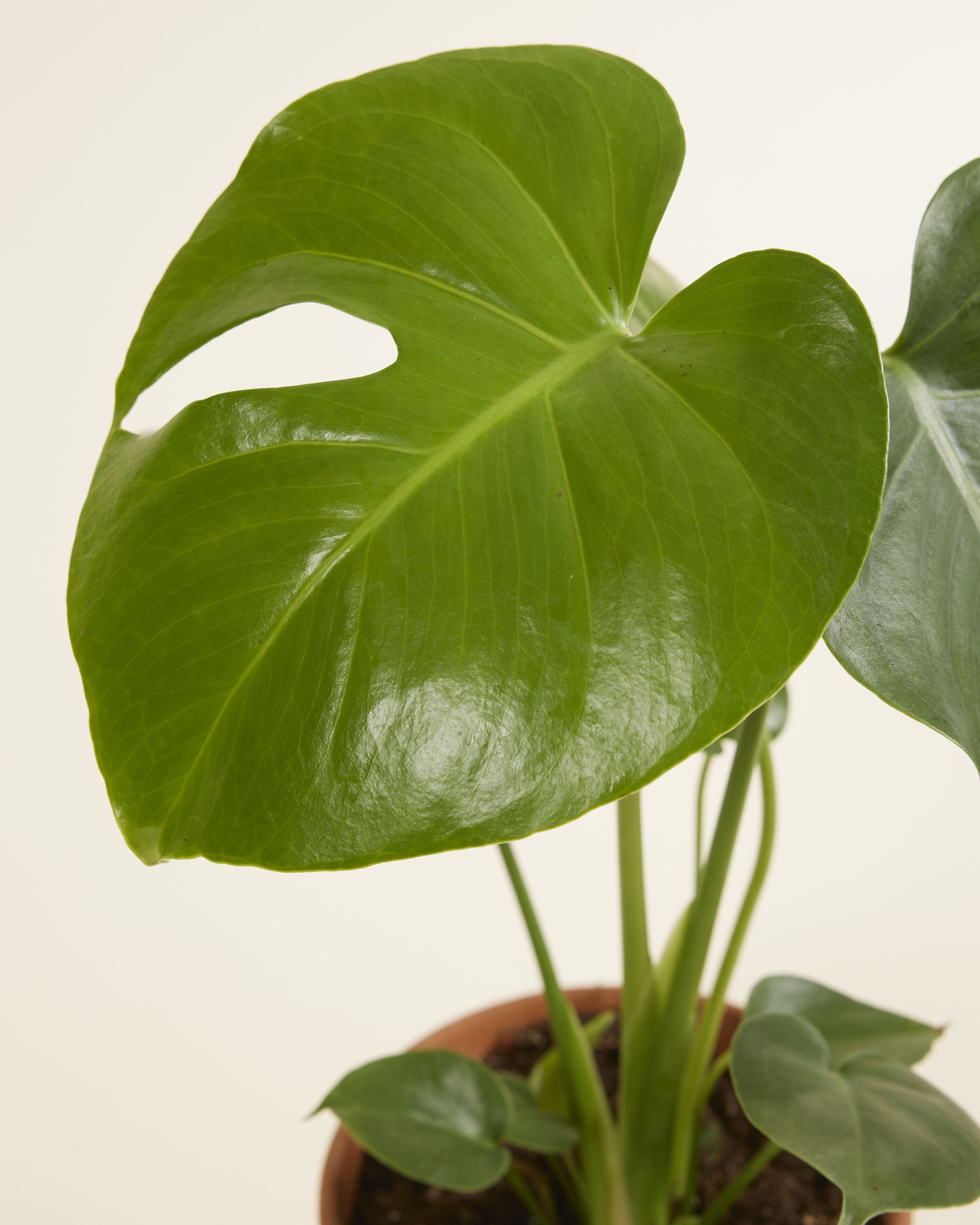 Monstera Deliciosa Swiss Cheese Plant