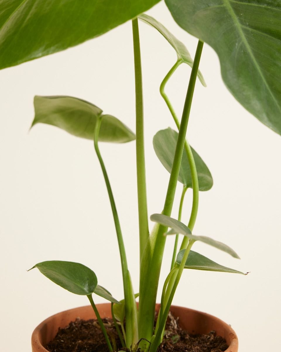 Monstera Deliciosa Swiss Cheese Plant