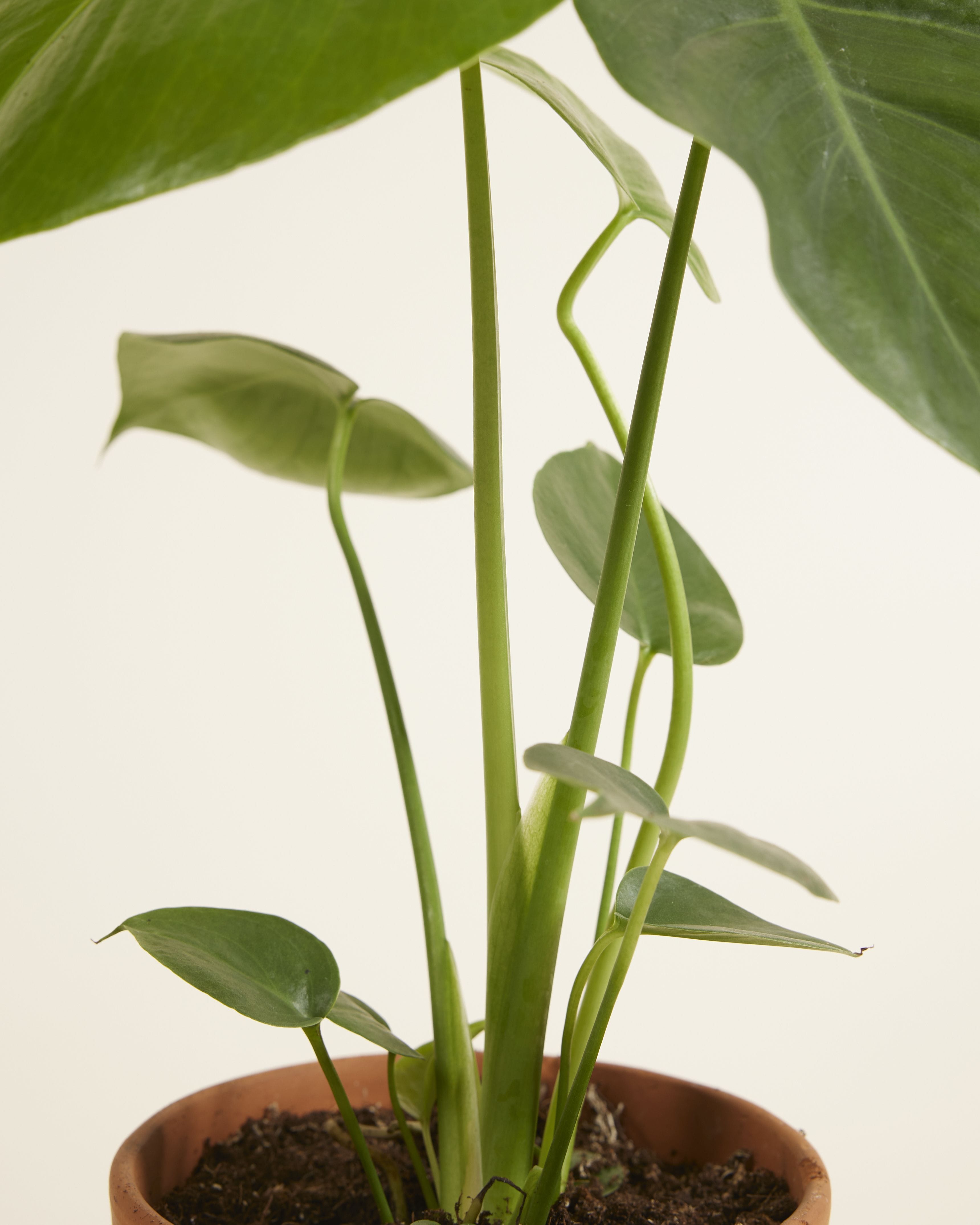 Monstera Deliciosa Swiss Cheese Plant