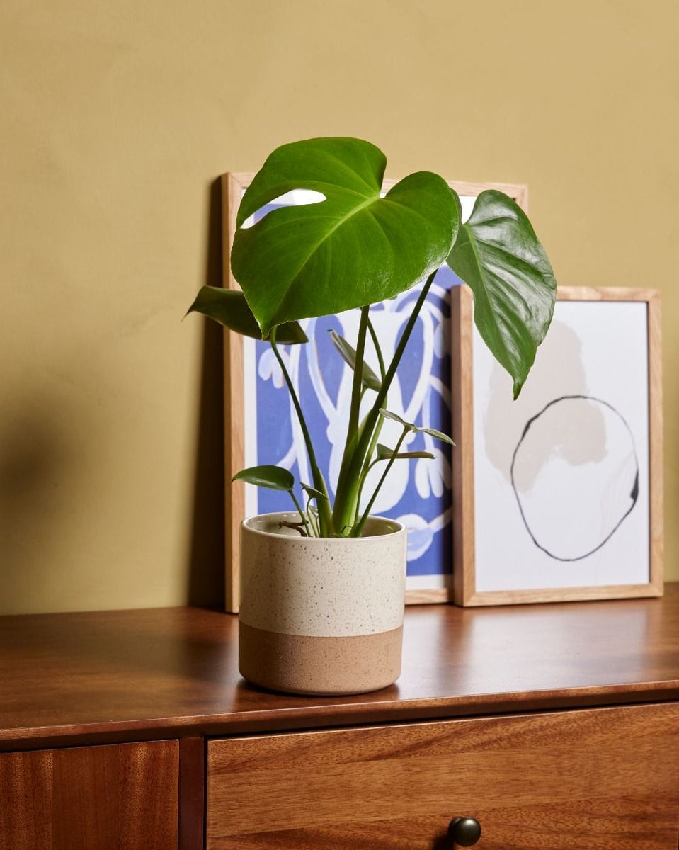 Monstera Deliciosa Swiss Cheese Plant