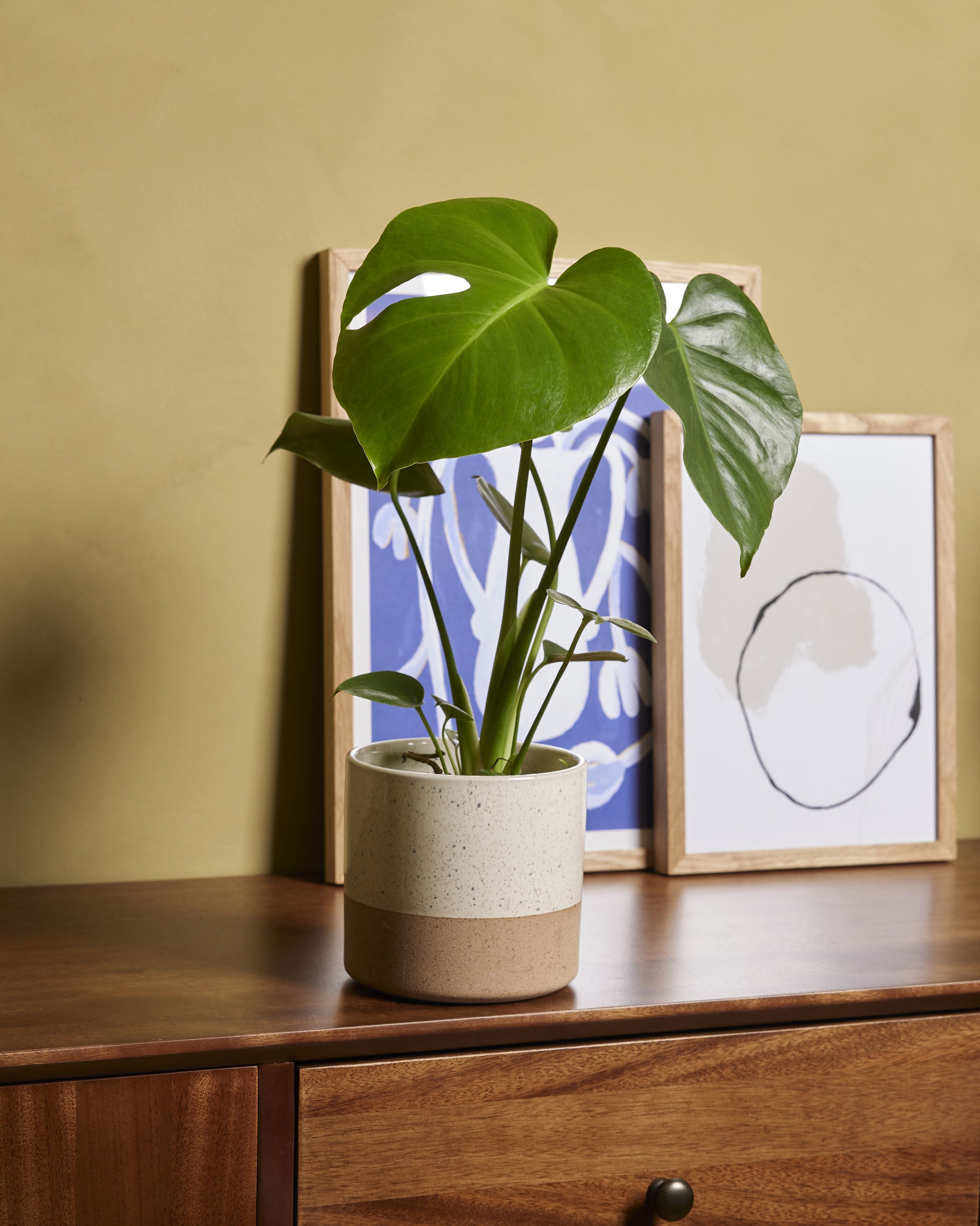 Monstera Deliciosa Swiss Cheese Plant