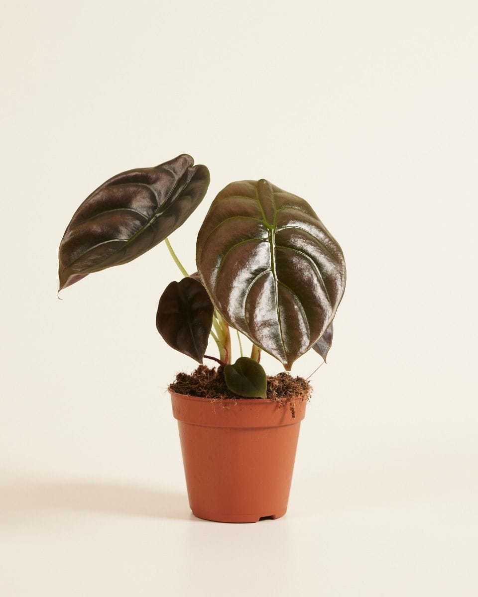 Alocasia Mirror plant Red Secret
