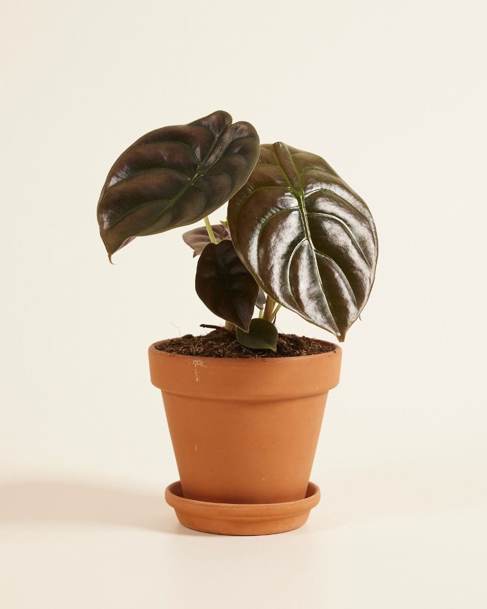 Alocasia Mirror plant Red Secret