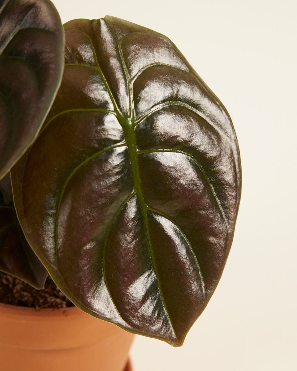 Alocasia Mirror plant Red Secret
