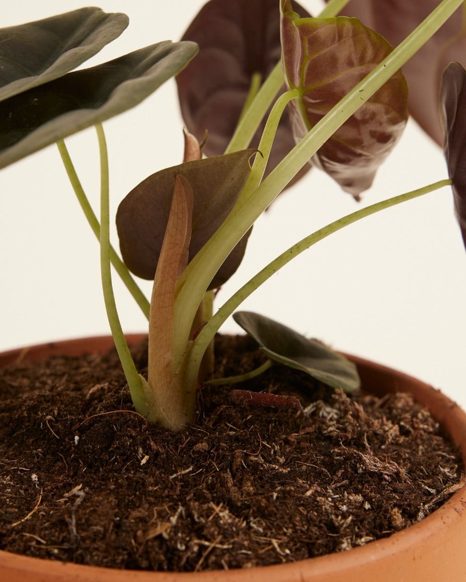 Alocasia Mirror plant Red Secret