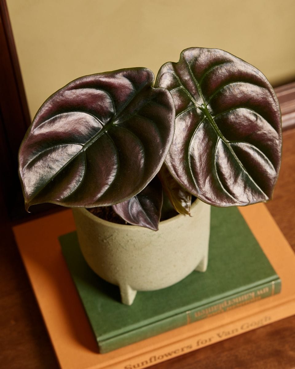 Alocasia Mirror plant Red Secret