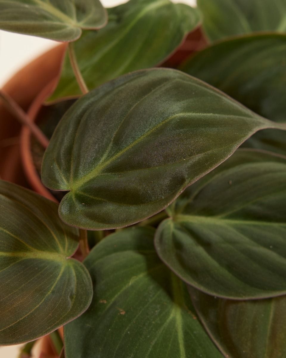 Philodendron Heartleaf Scandens Micans