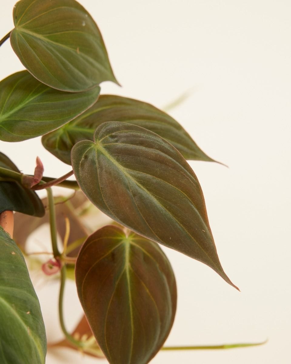 Philodendron Heartleaf Scandens Micans
