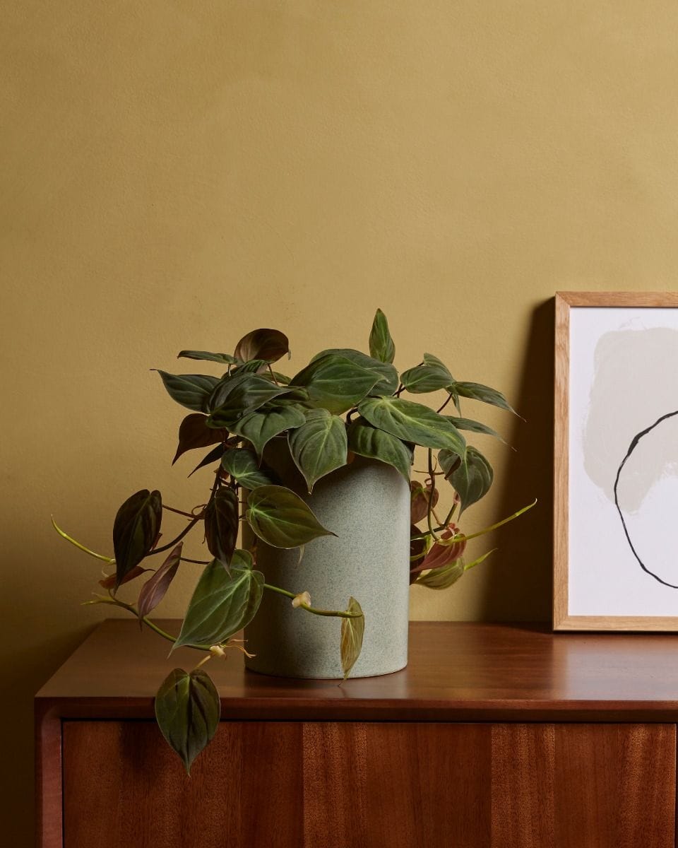 Philodendron Heartleaf Scandens Micans