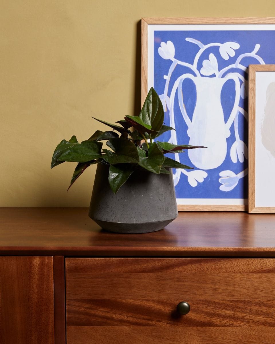 Syngonium Arrowhead plant Red Arrow