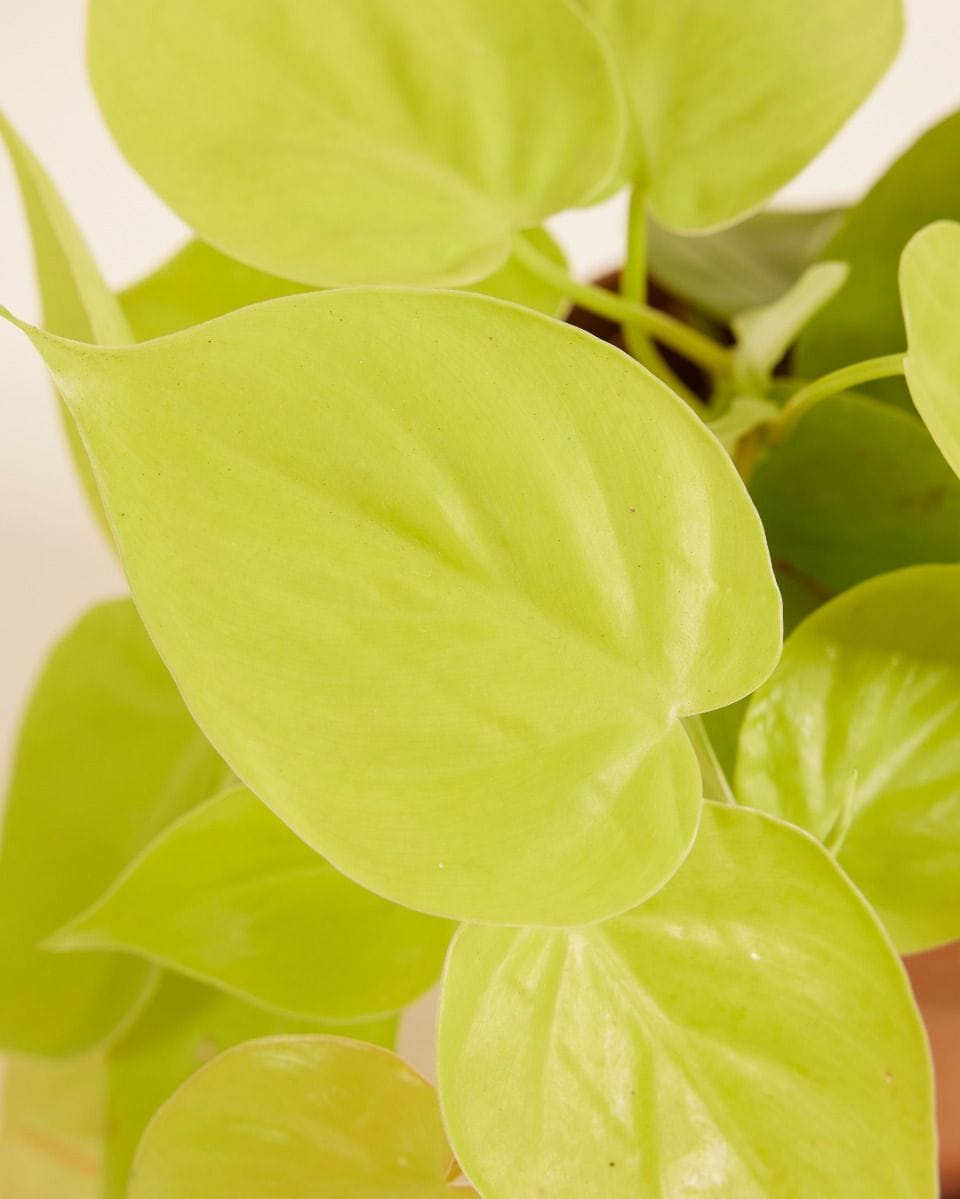 Philodendron Heartleaf Micans Lime