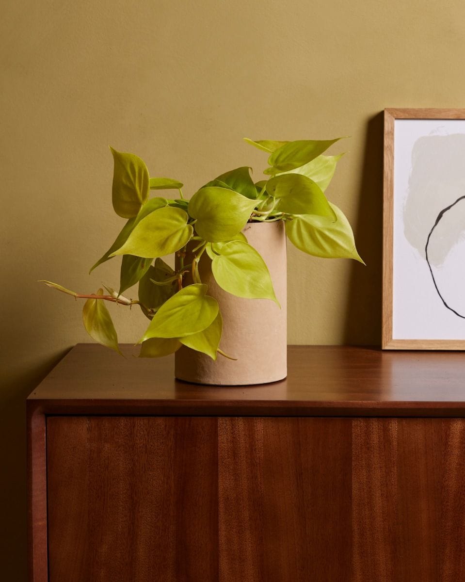 Philodendron Heartleaf Micans Lime