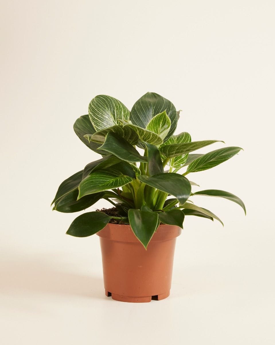Philodendron White Wave Birkin