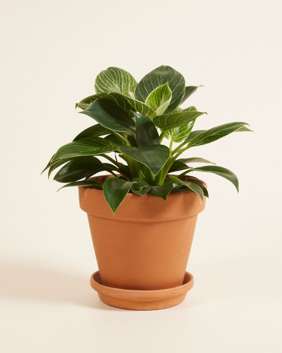 Philodendron White Wave Birkin