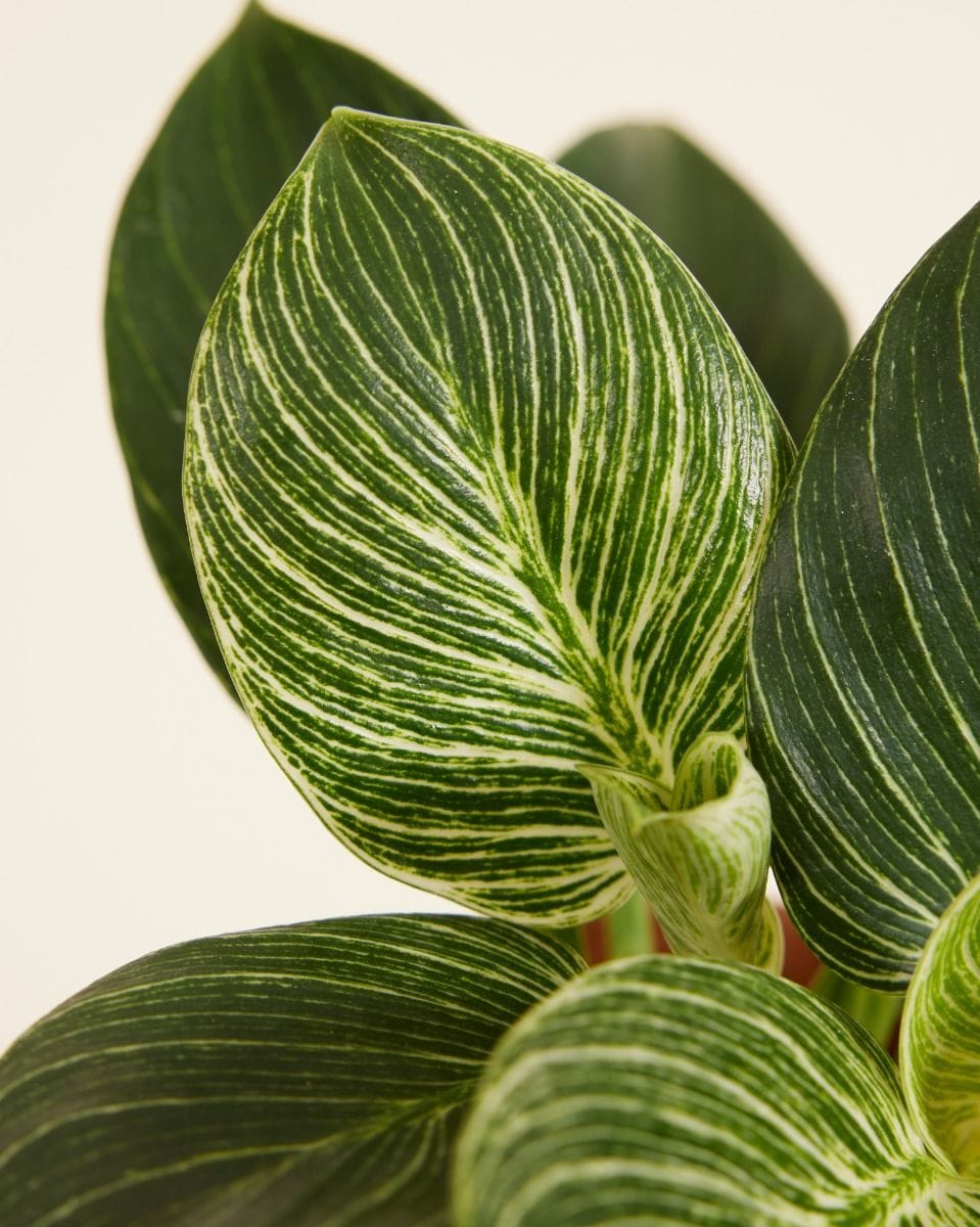 Philodendron White Wave Birkin