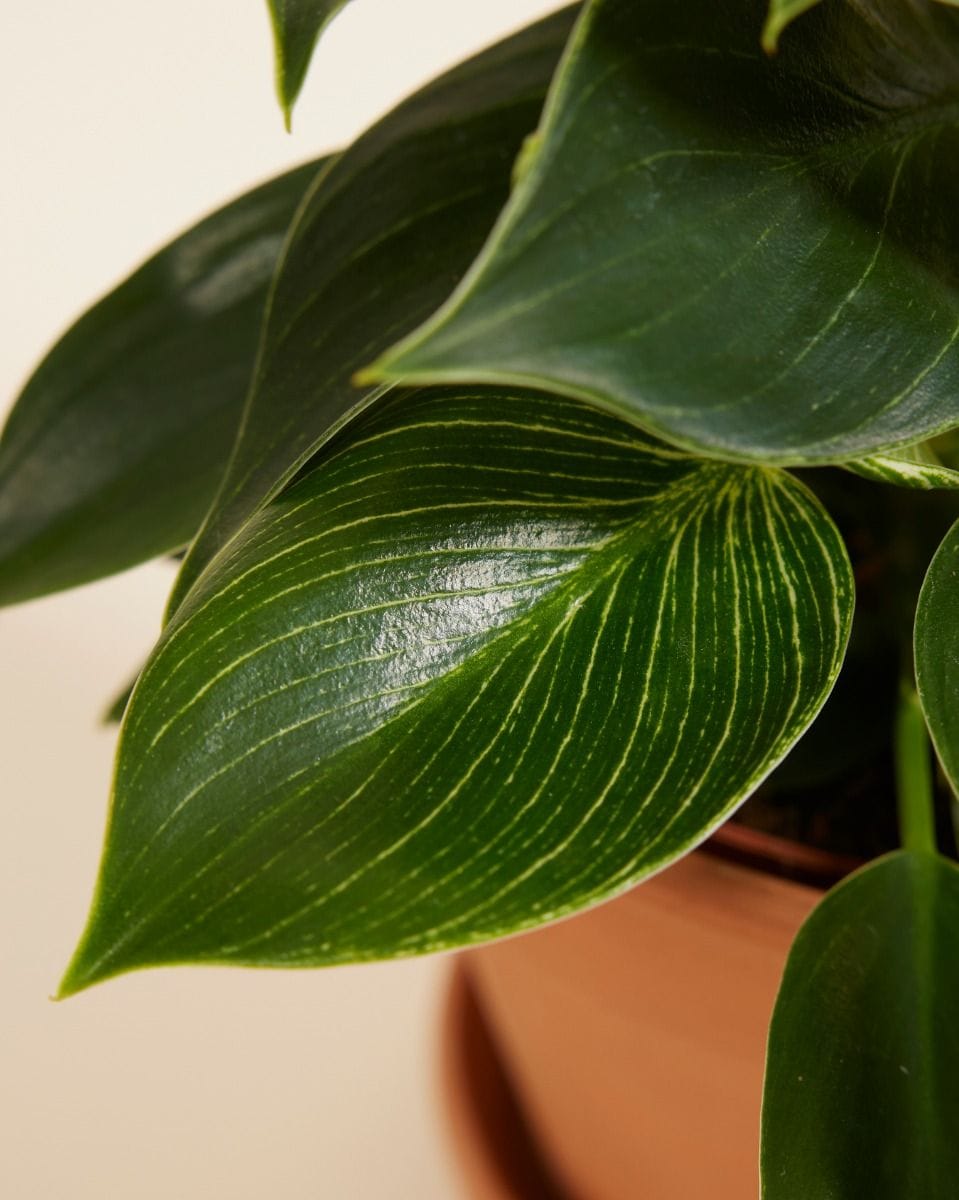 Philodendron White Wave Birkin