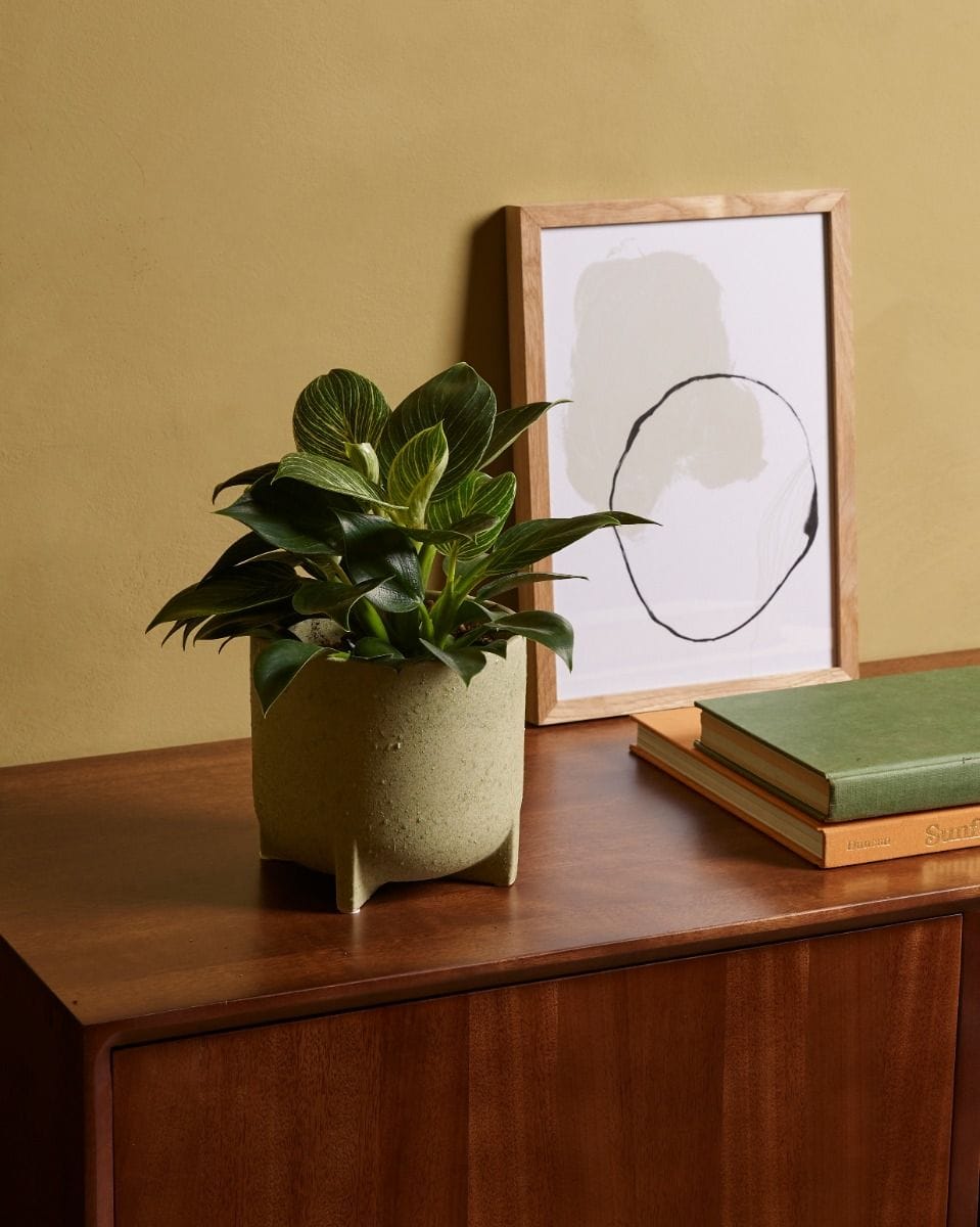 Philodendron White Wave Birkin