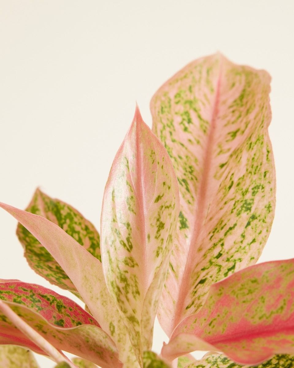 Aglaonema Chinese evergreen Prosperity