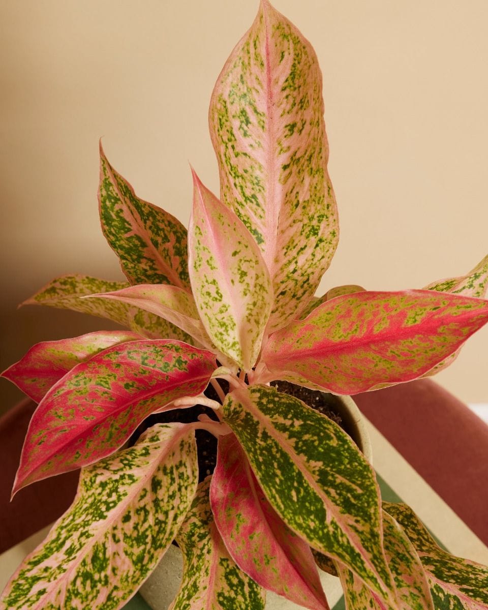 Aglaonema Chinese evergreen Prosperity