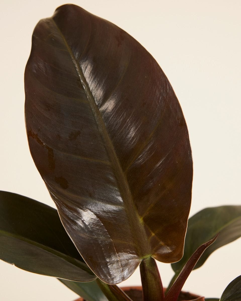 Philodendron Imperial Red