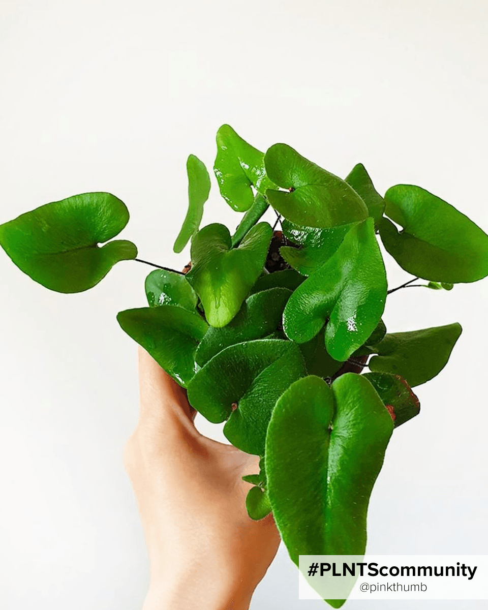 Hemionitis Heart Fern Arifolia