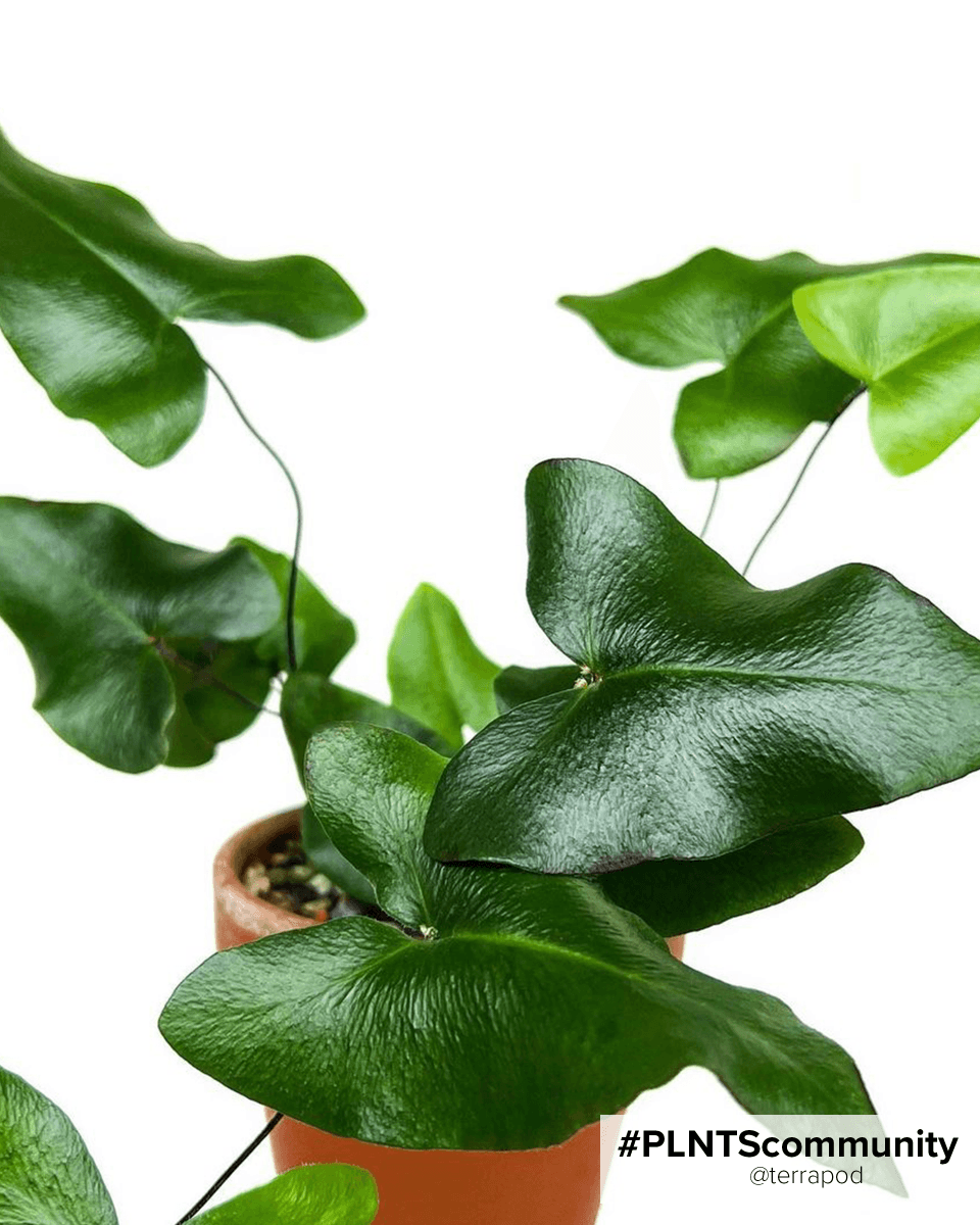Hemionitis Heart Fern Arifolia