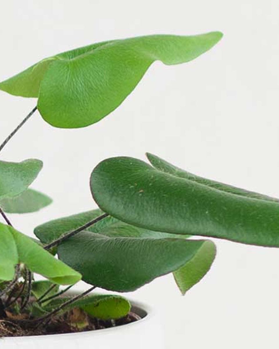 Hemionitis Heart Fern Arifolia