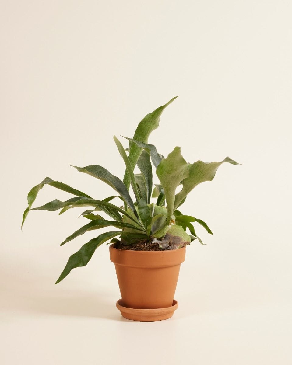 Platycerium Staghorn fern Bifurcatum