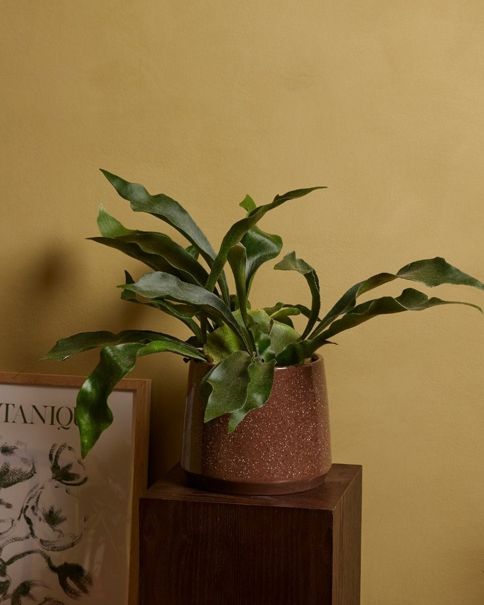 Platycerium Staghorn fern Bifurcatum