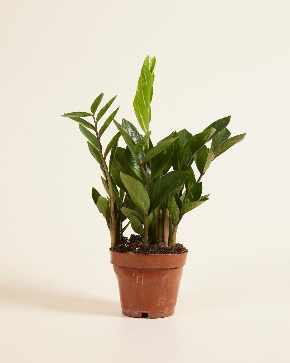 Zamioculcas Zanzibar gem Zamiifolia