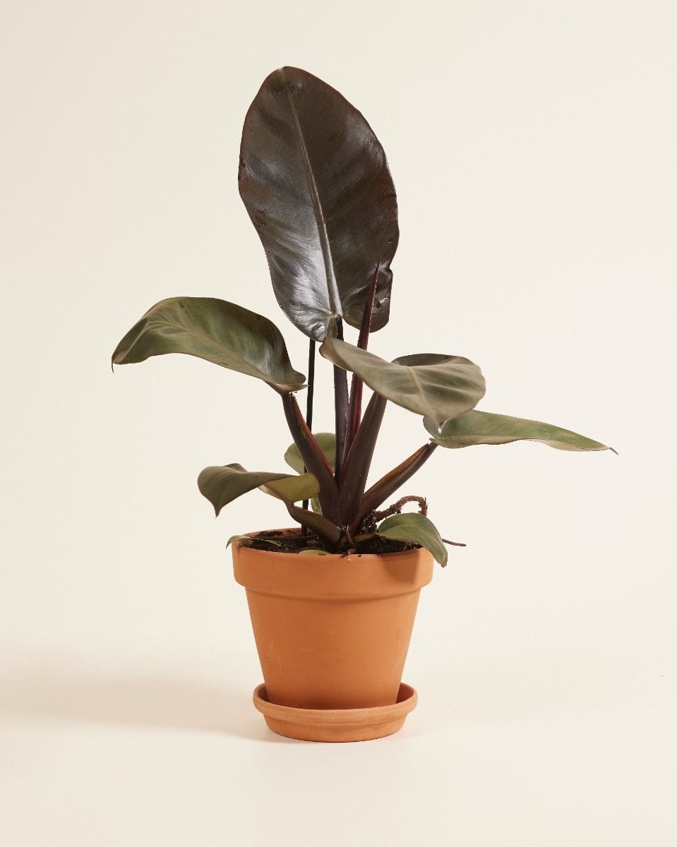 Philodendron Black Cardinal
